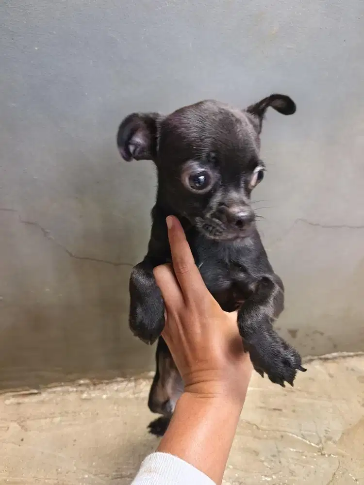 Chihuahua jantan