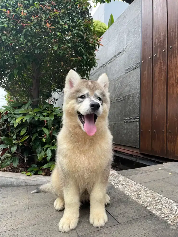 Jual Jumbo Fluffy Male Grey Siberian Husky