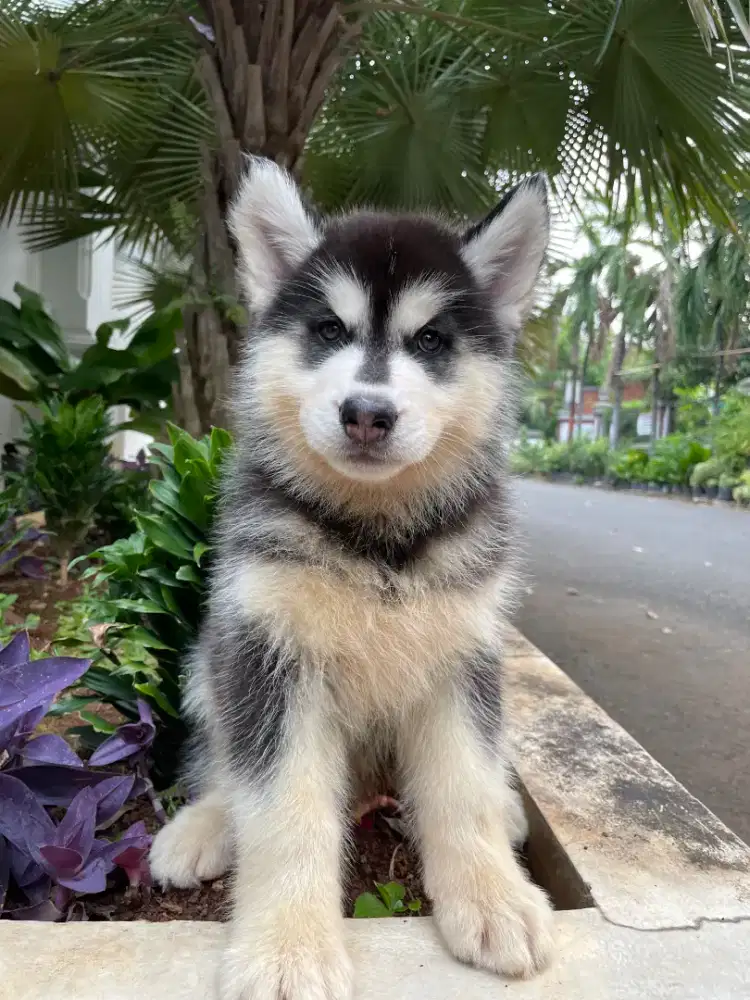 Dijual Super Jumbo Male Black & White Siberian Husky