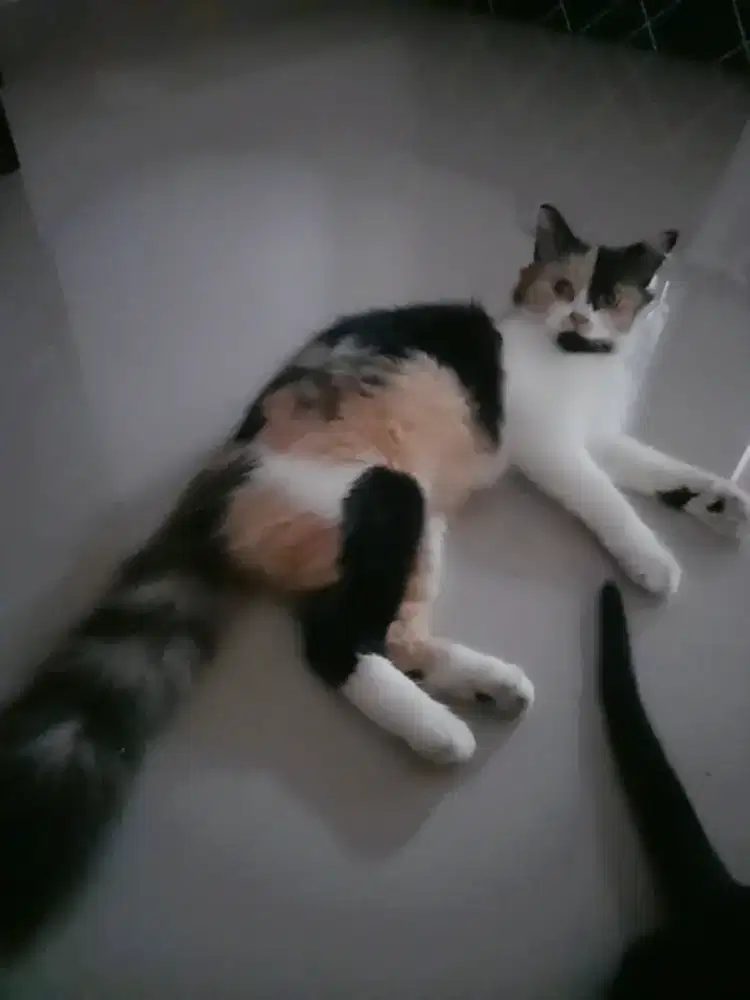 Adop kucing persiamix