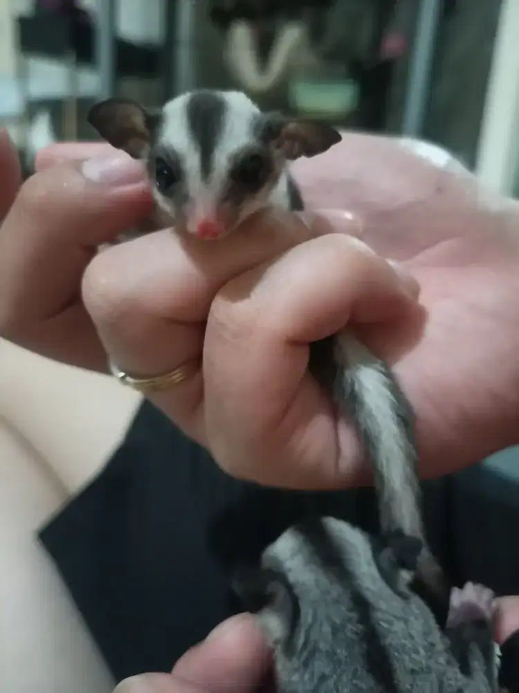 Jual Sugar Glider CG Joey