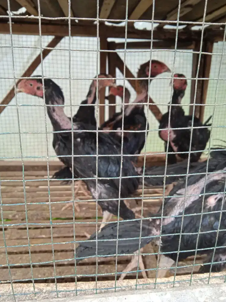 Jual anak ayam Bangkok jantan umur 3,5 bulan