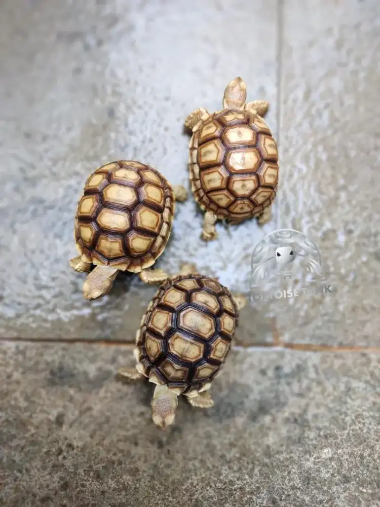 Sulcata Sehat Warna Bagus