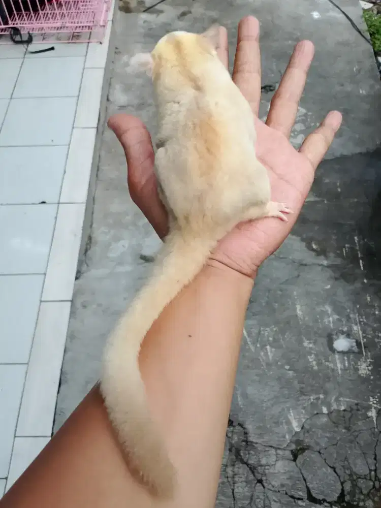 Sugar glider creamino obes betina