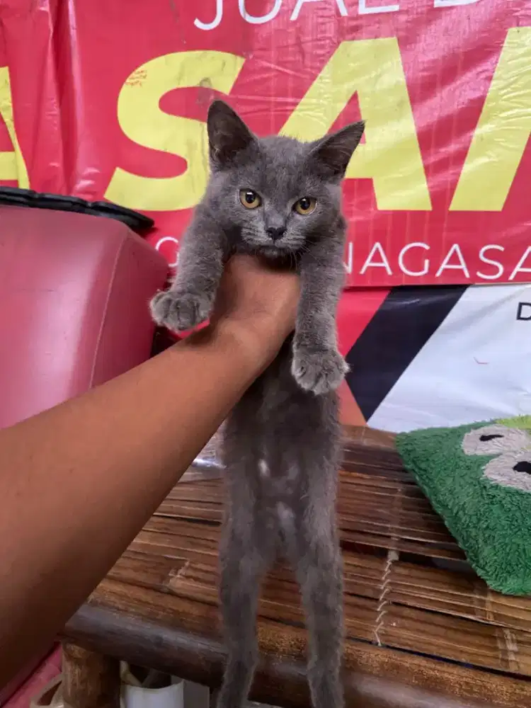 Bsh blue solid betina