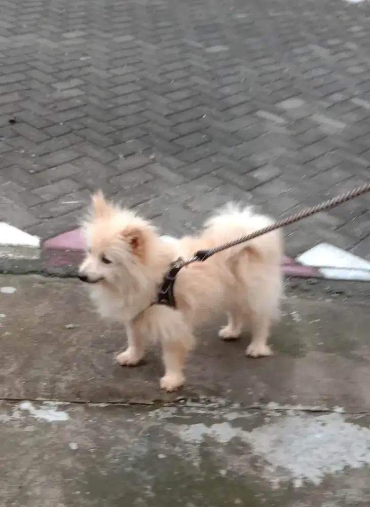 Anjing MiniPom indukan bisa barteran