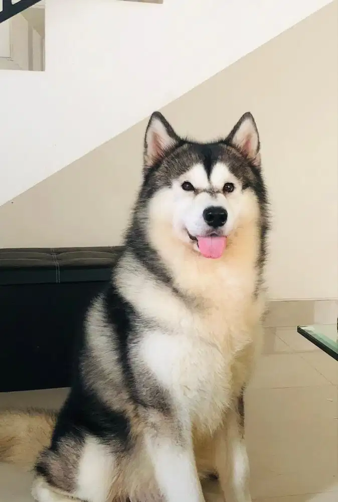 Alaskan Malamute Jantan 3 Tahun.