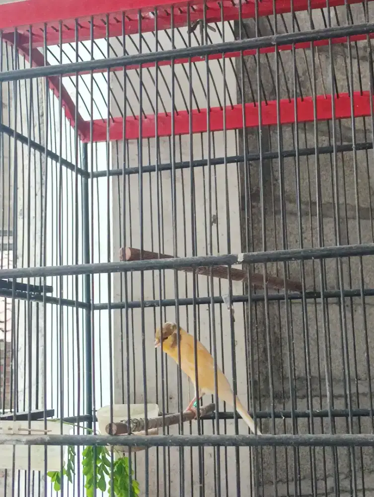 Burung kenari F2 Rasmi warna cerah umur 3-4  bulanan