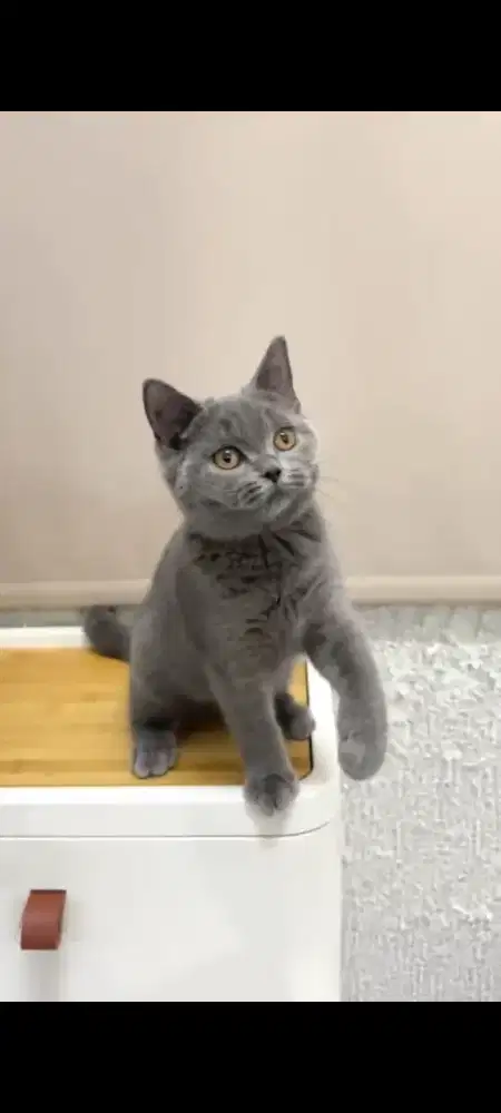 British shorthair betina non ped