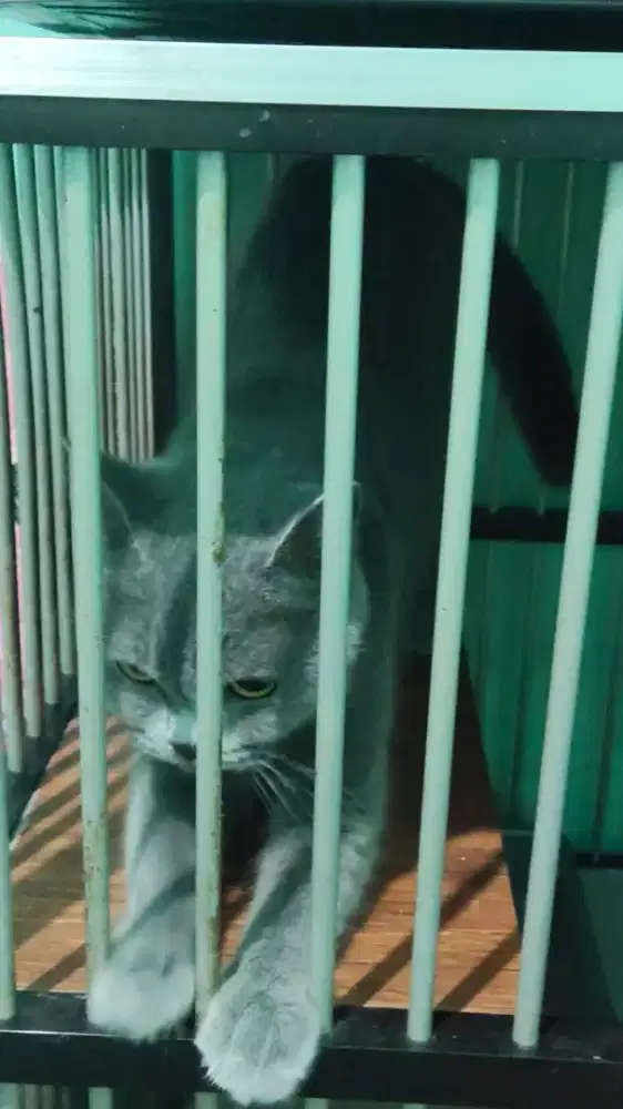 British female 17bulan