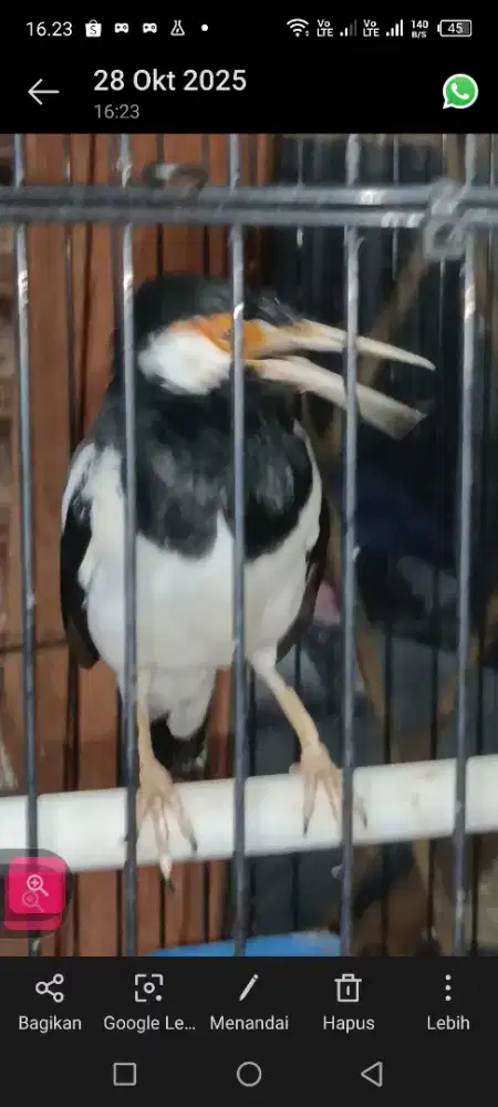 jalak suren jawa cerewet