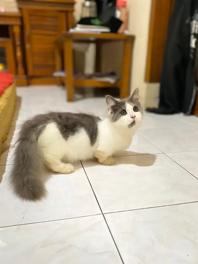 Kucing munchkin minuet kitten cebol persia british shorthair