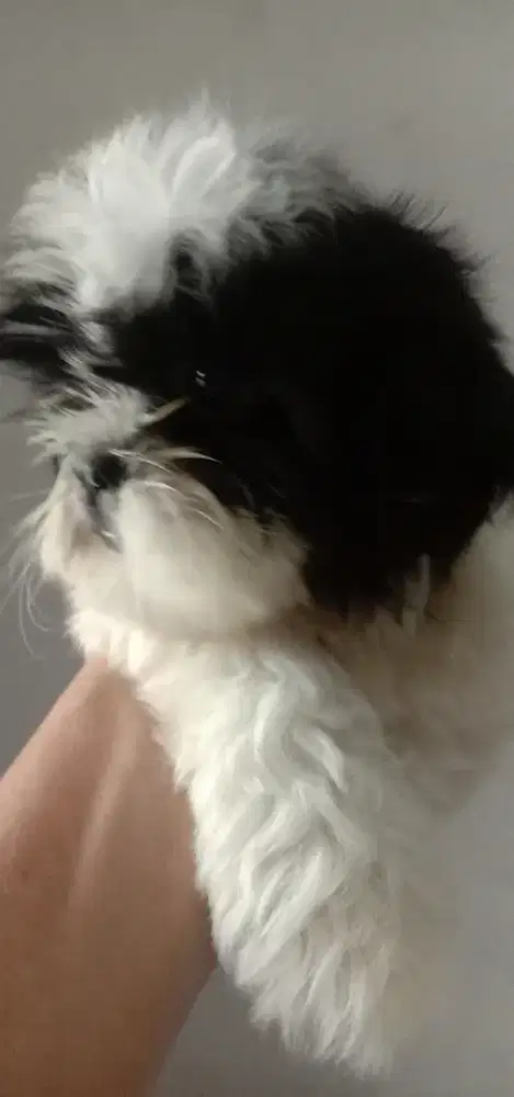 Anakan Shitzu betina 2.5 bulan