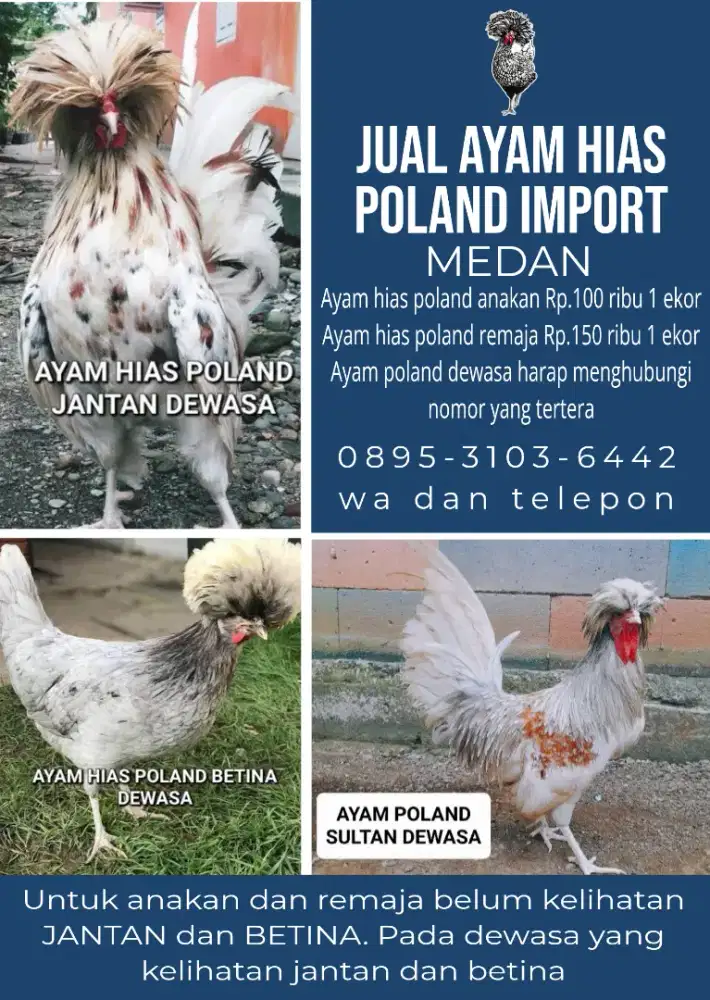 Jual ayam hias poland import asli sehat murah terawat di daerah medan