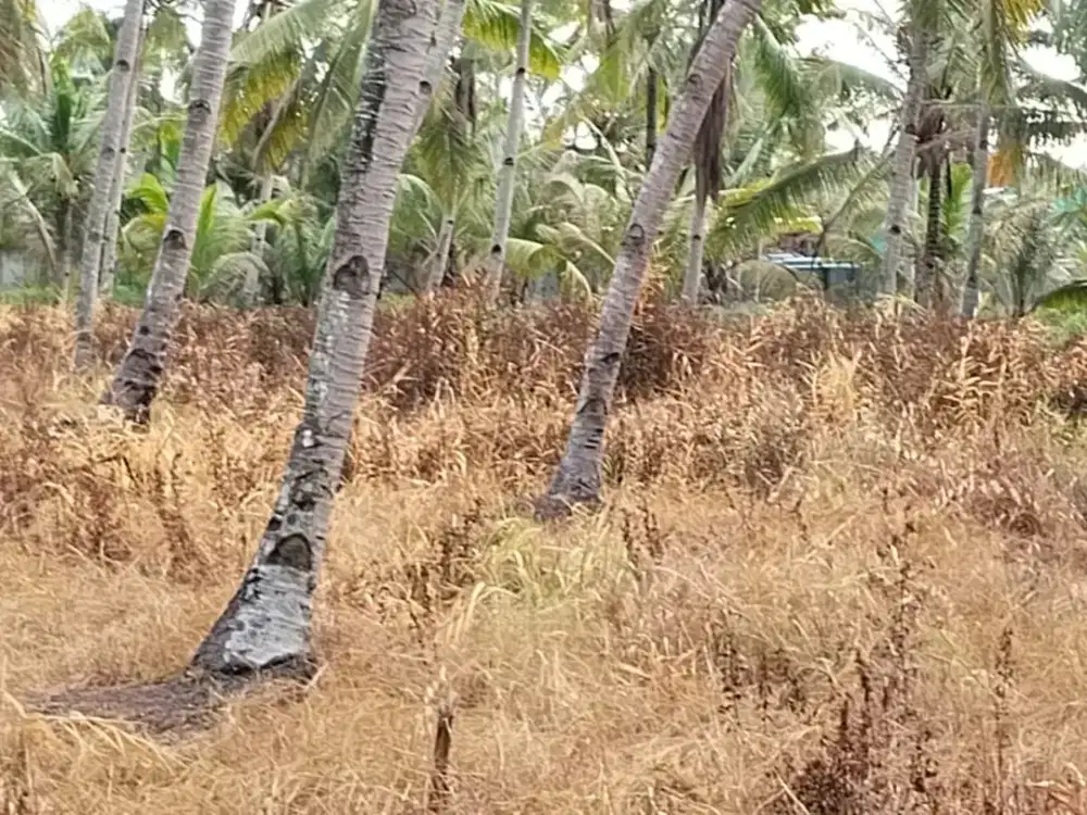 Tanah murah dan Strategis di Kota Dumai