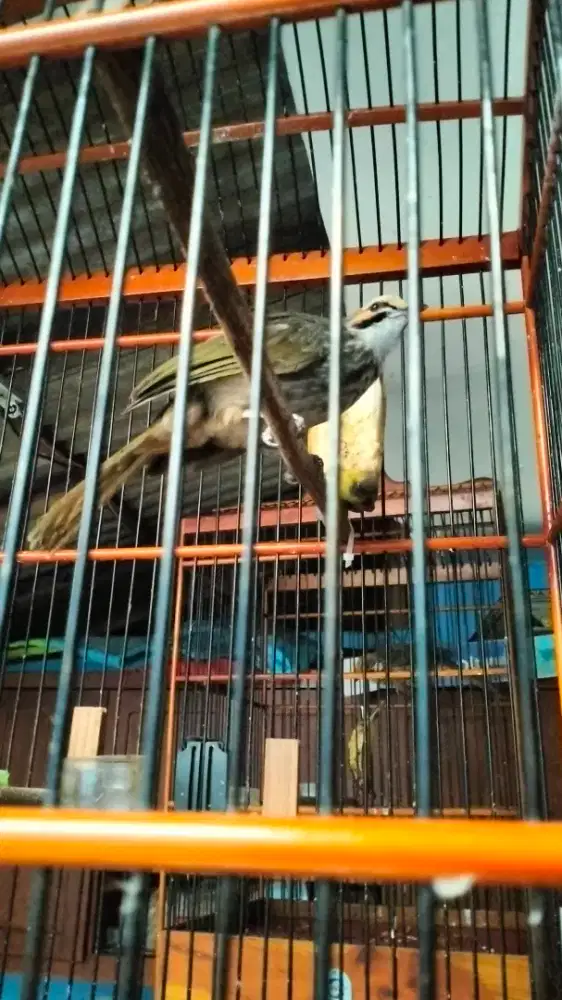 Cucak Rowo jantan dna gacor