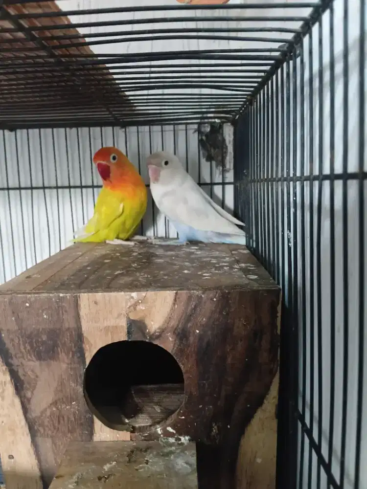 Burung lovebird sepasang produksi
