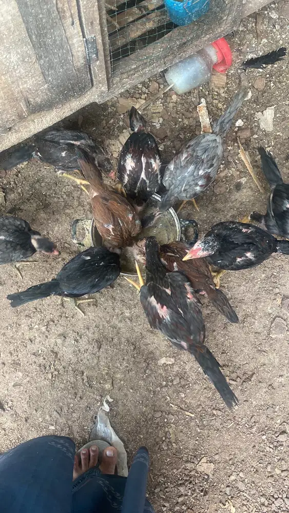 Anak ayam pakhoy
