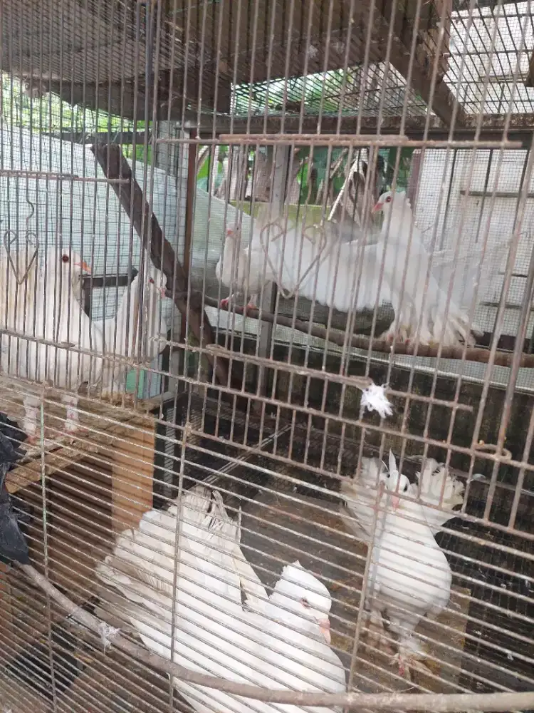 Merpati kipas jambul putih