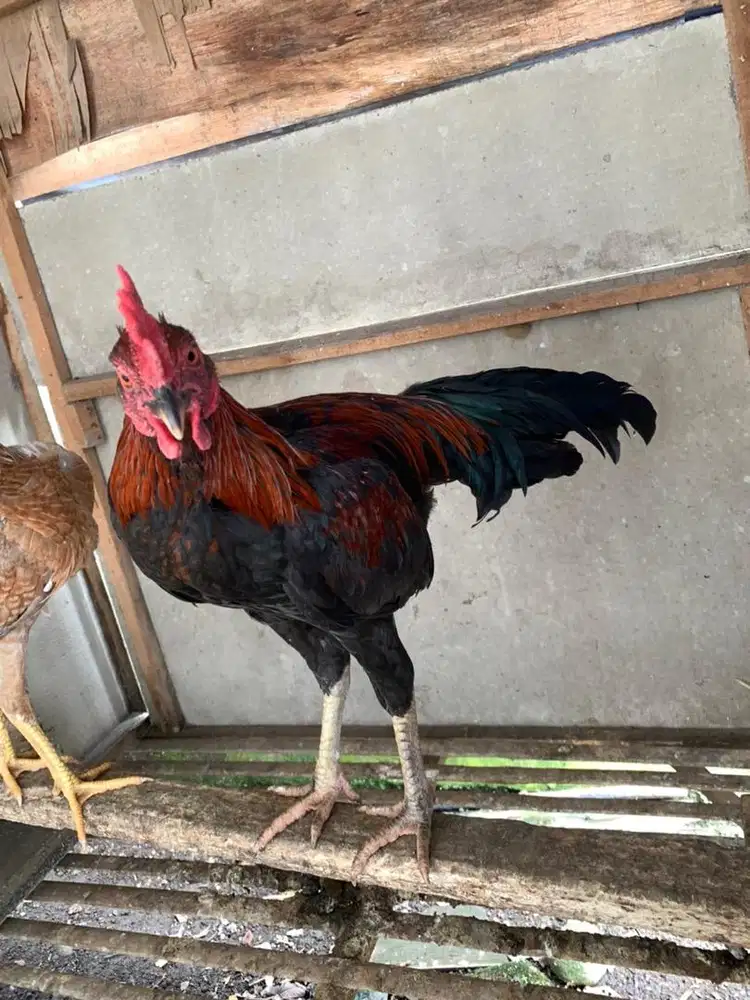 ayam jago kampung muda