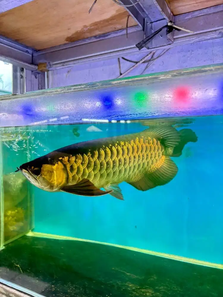 Ikan arwana golden red 40cm