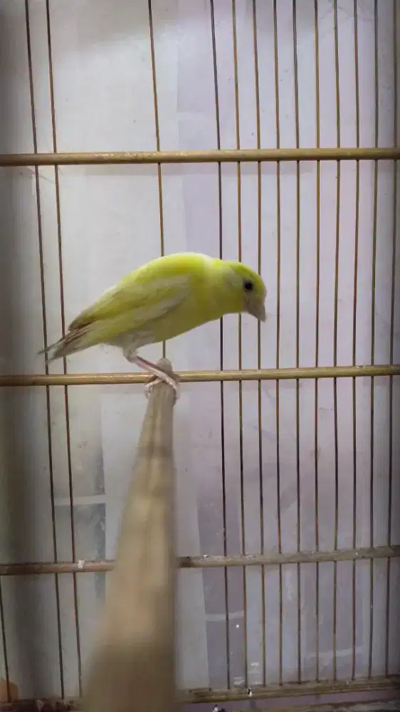 Burung kenari F1 sf paud /anak