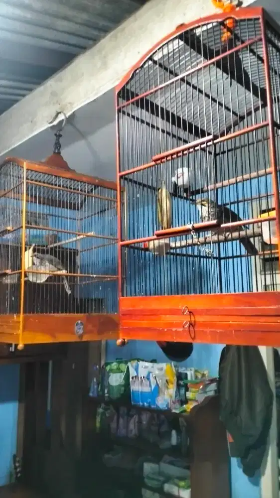 Cucak Rowo sepasang gacor