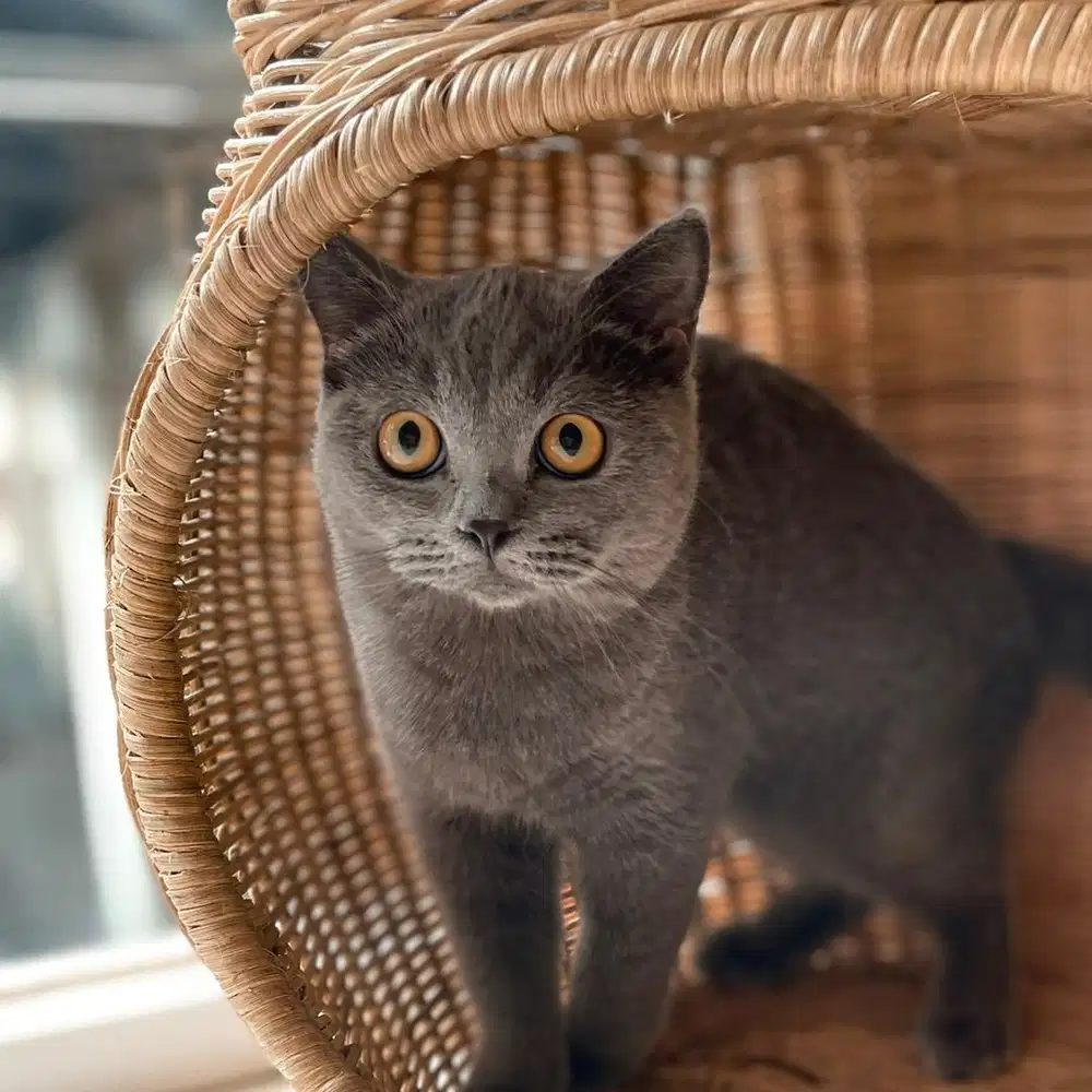 Kucing Bsh / British Shorthair blue