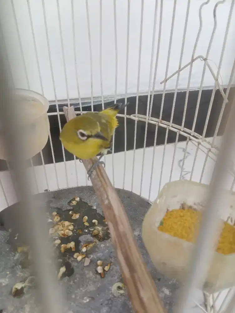 Burung betina yah
