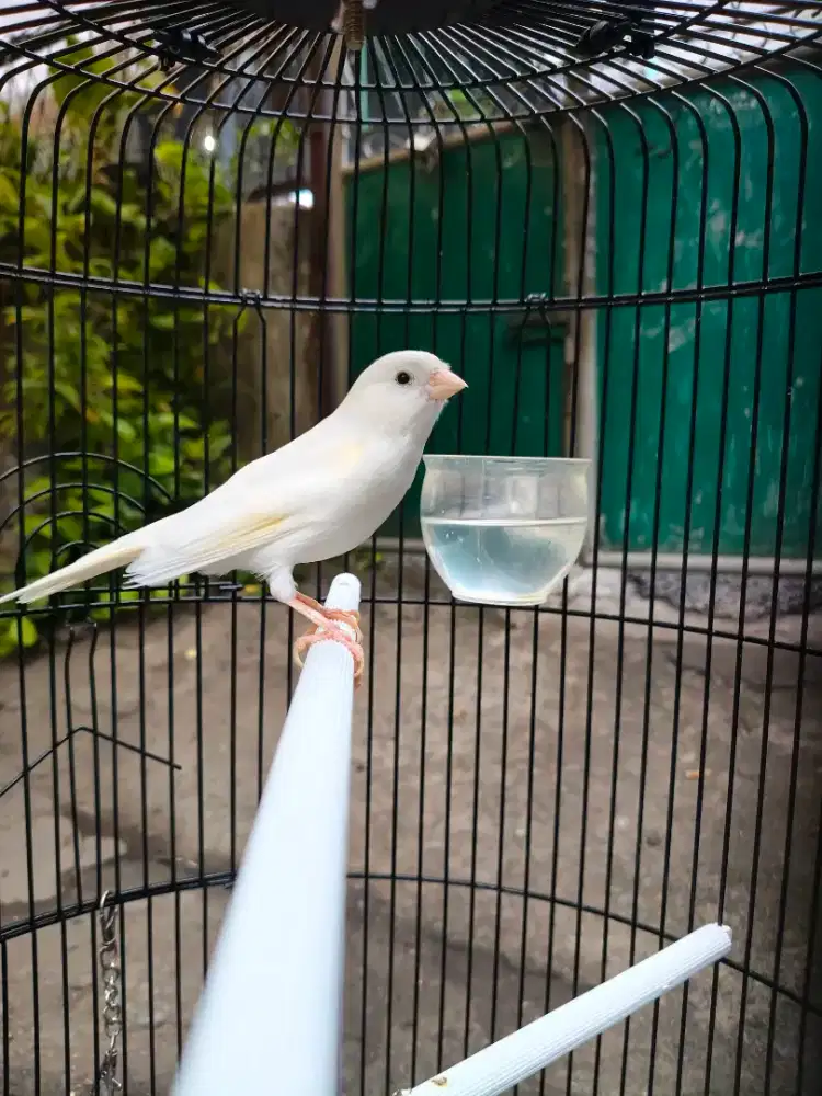 Kenari AFS GACOR Putih