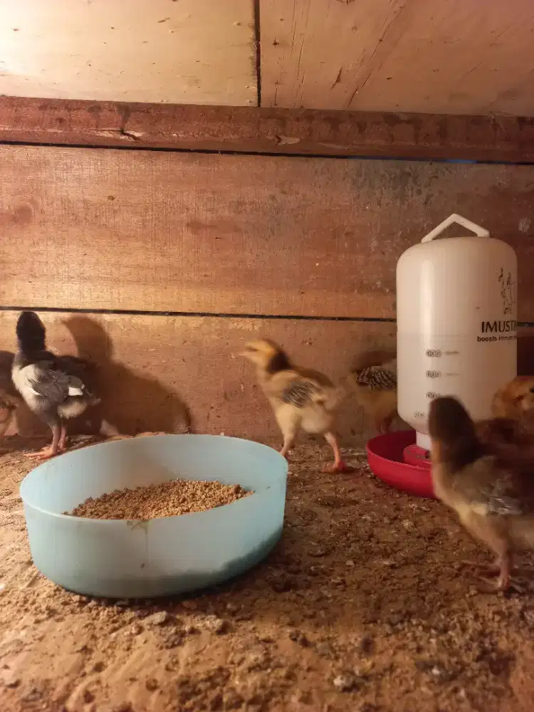 Doc ayam kampung petelur