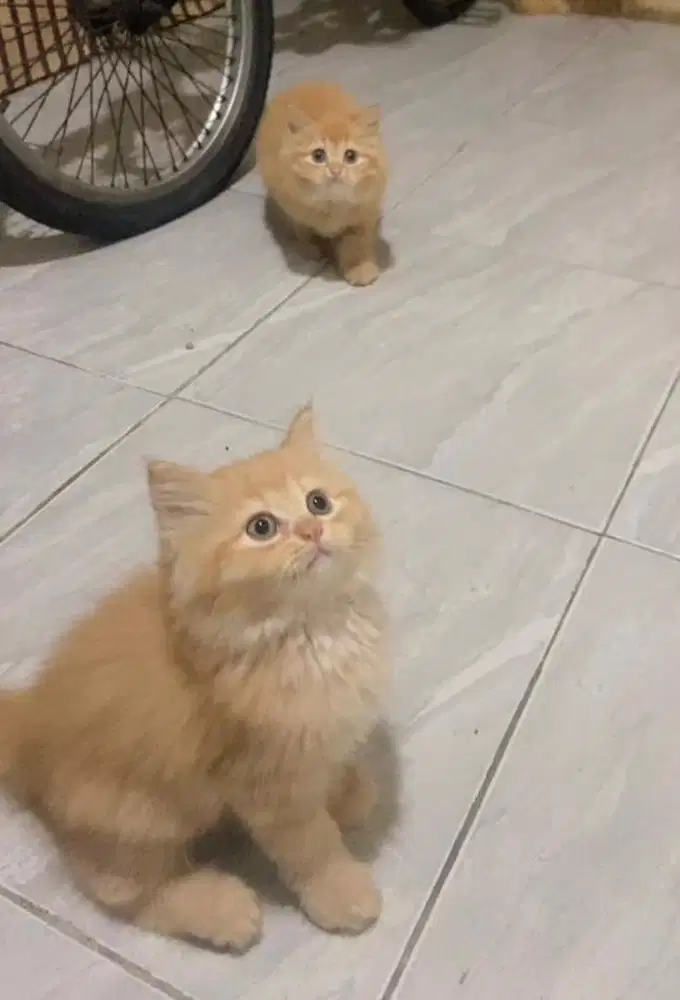 Persia flatnose jantan dan betina