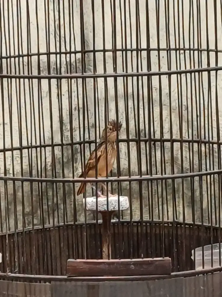 Branjangan parva mapan jambul