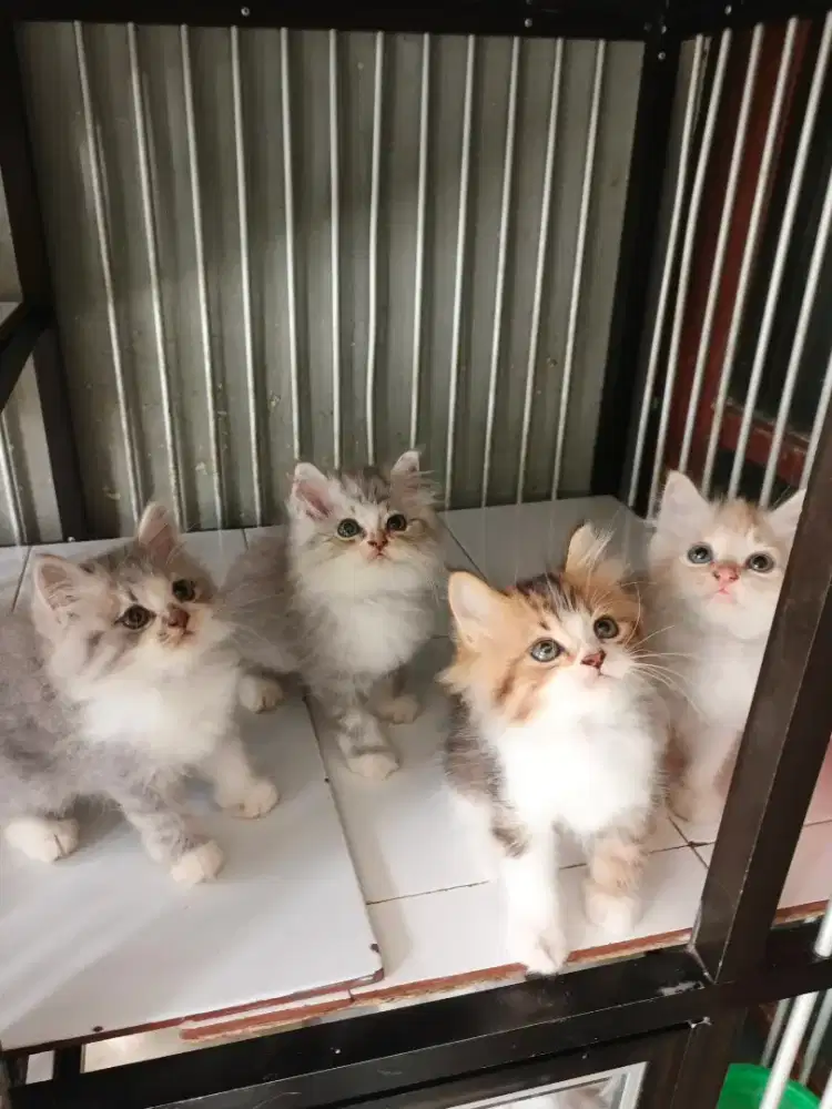 Persia all jantan 2,5 bulan