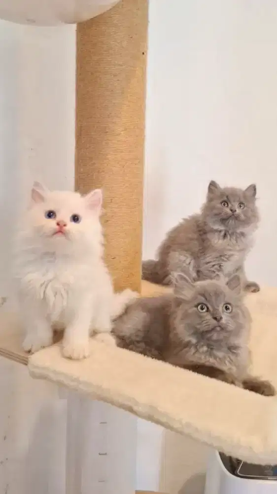 KITTEN PERSIA LONGHAIR