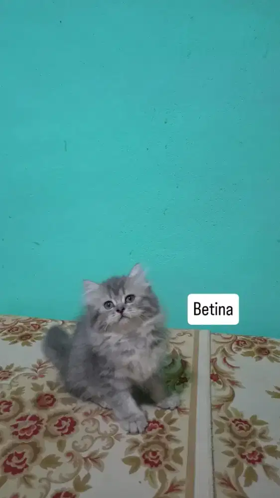 Kitten Persia super kualiti
