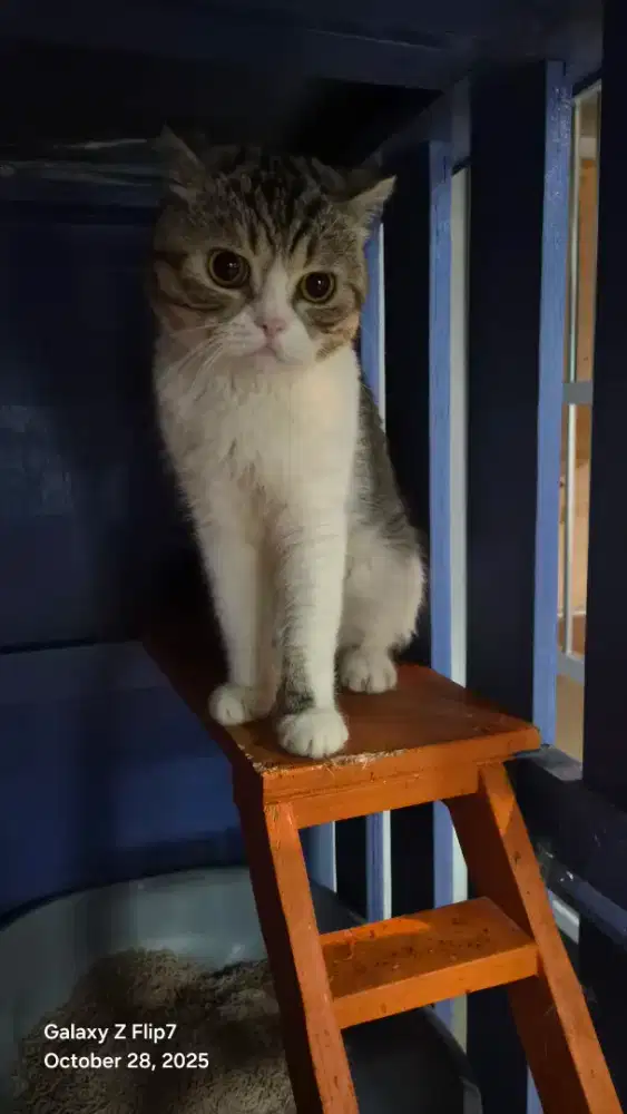 BSH Scottish Fold Jantan
