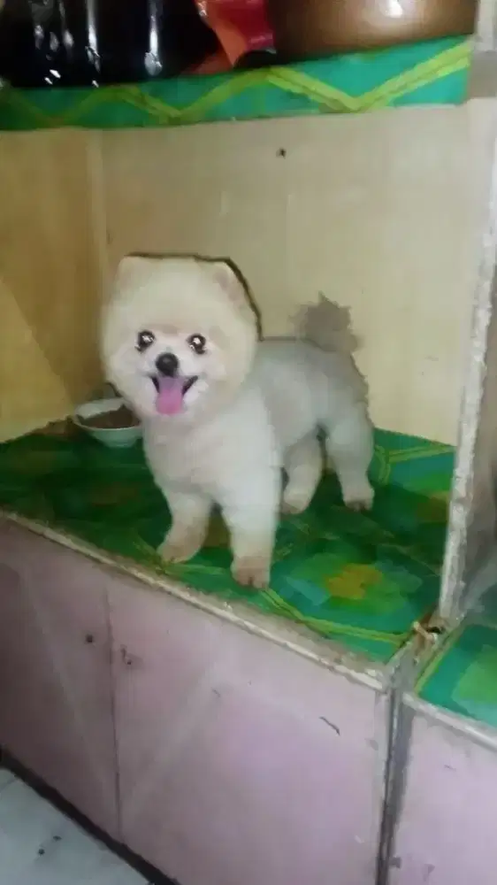 Mini pom jantan cakep
