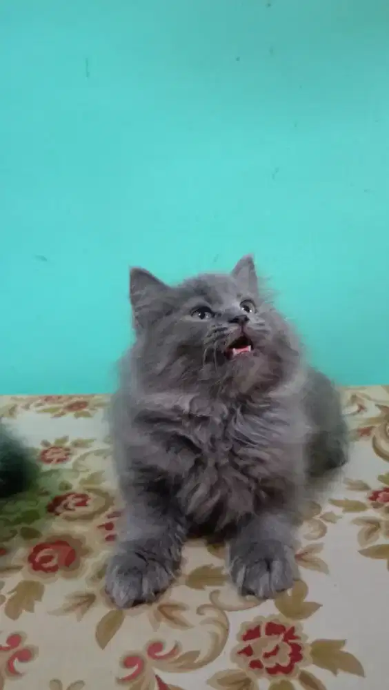 Kitten Persia super kualiti