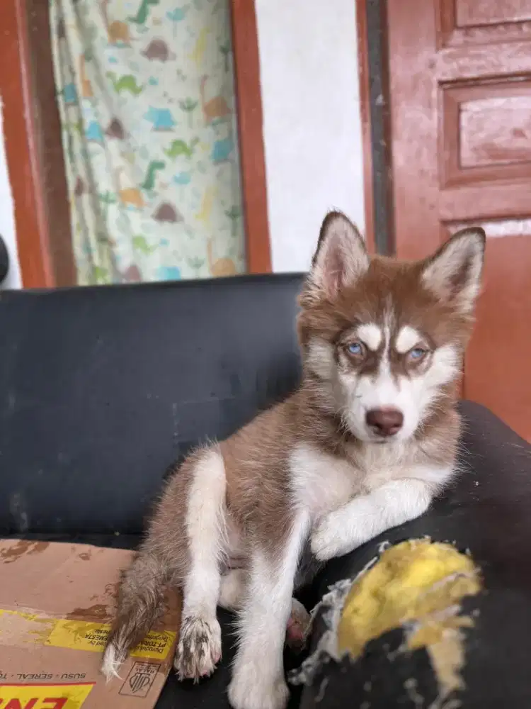 Husky Betina usia 3 bulan