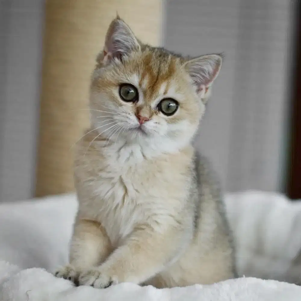 Kucing Bsh / british shorthair golden ny 11