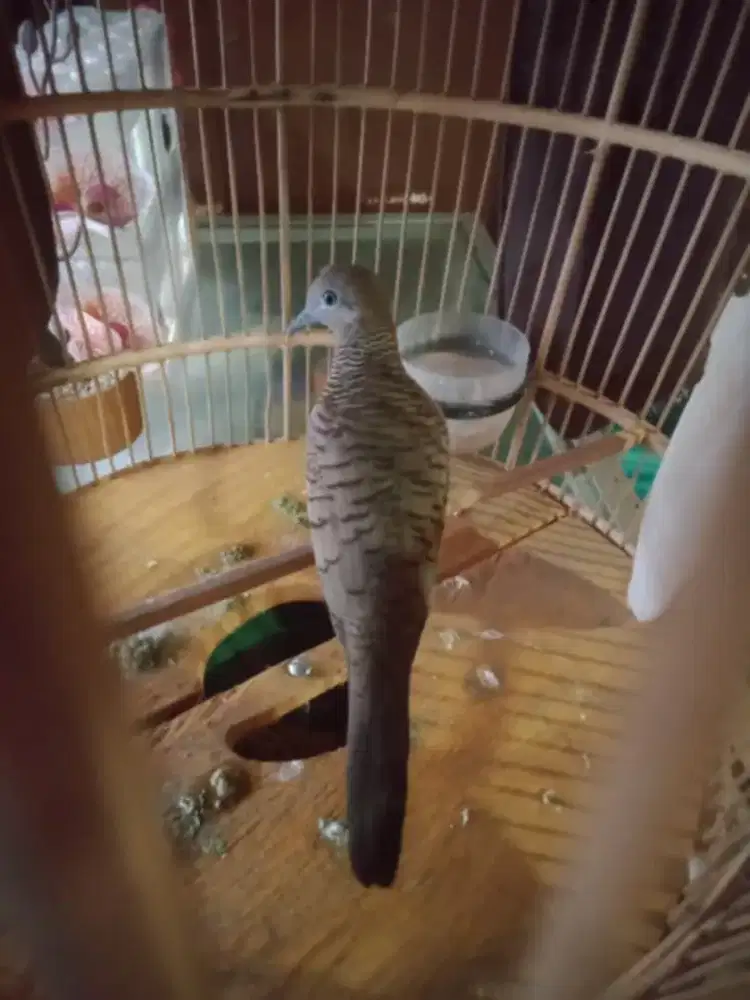 Burung perkutut cemani