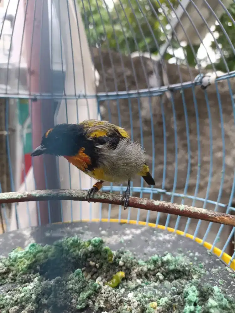 Burung pentis kumbang voer total