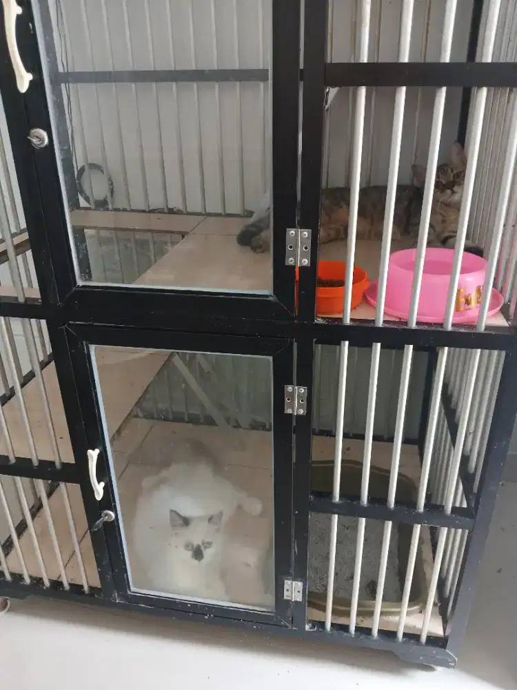 bsh golden tabby & ragdol