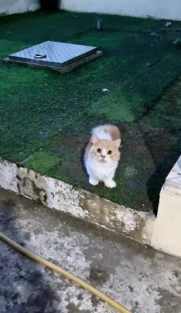 Munchkin oren pejantan