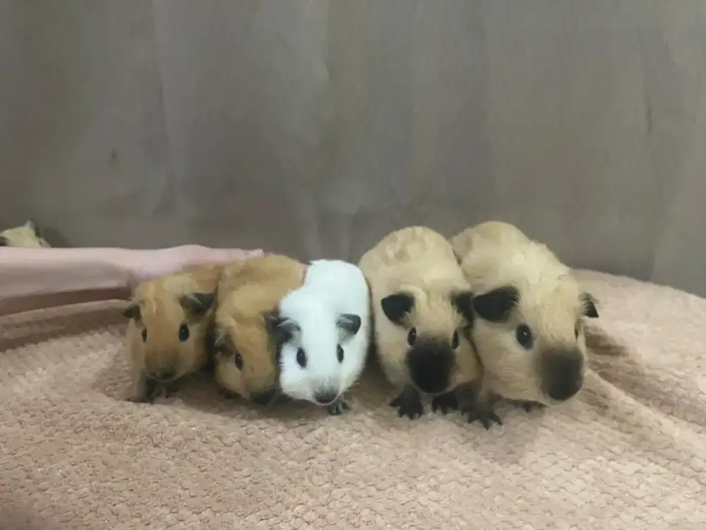 GUINEA PIG California / Tikus Belanda
