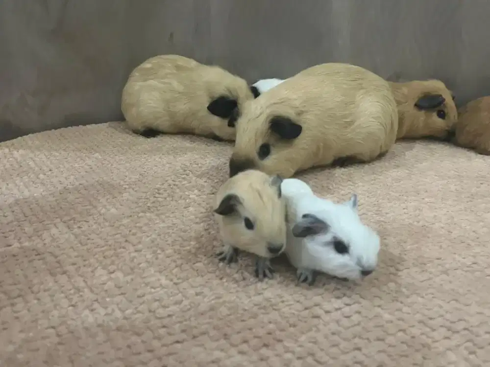 GUINEA PIG California / Tikus Belanda