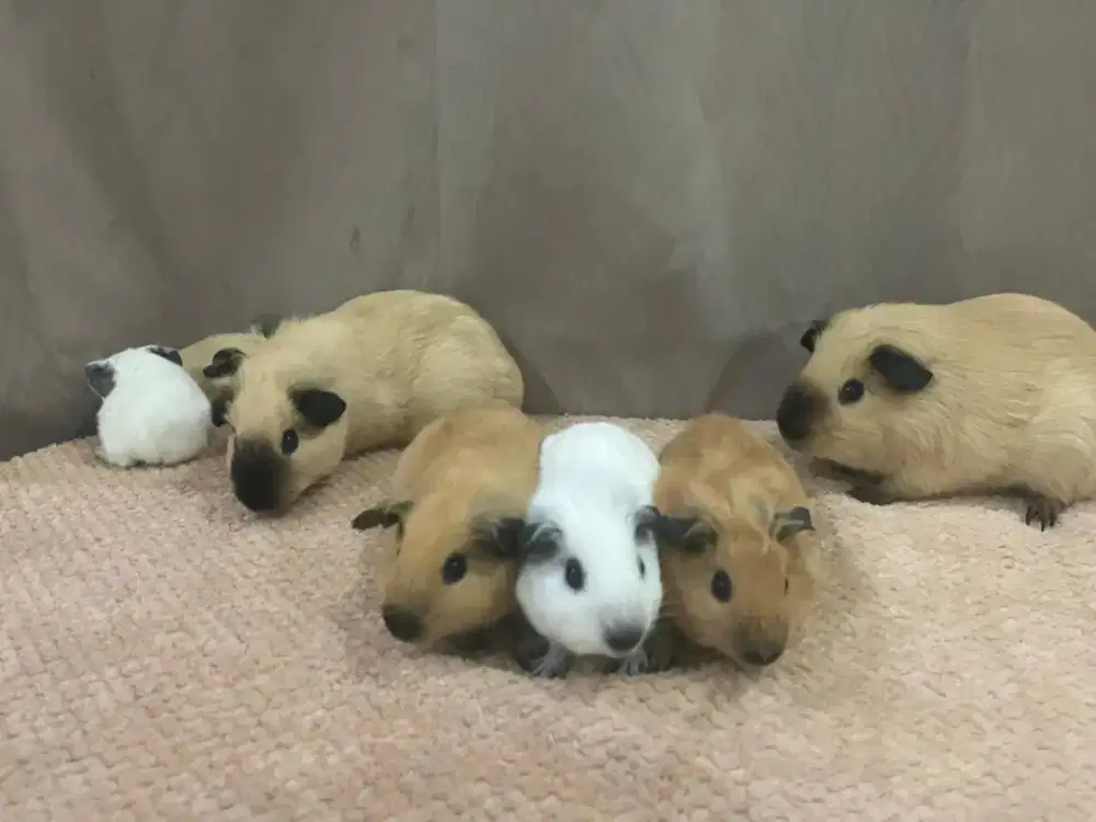 GUINEA PIG California / Tikus Belanda