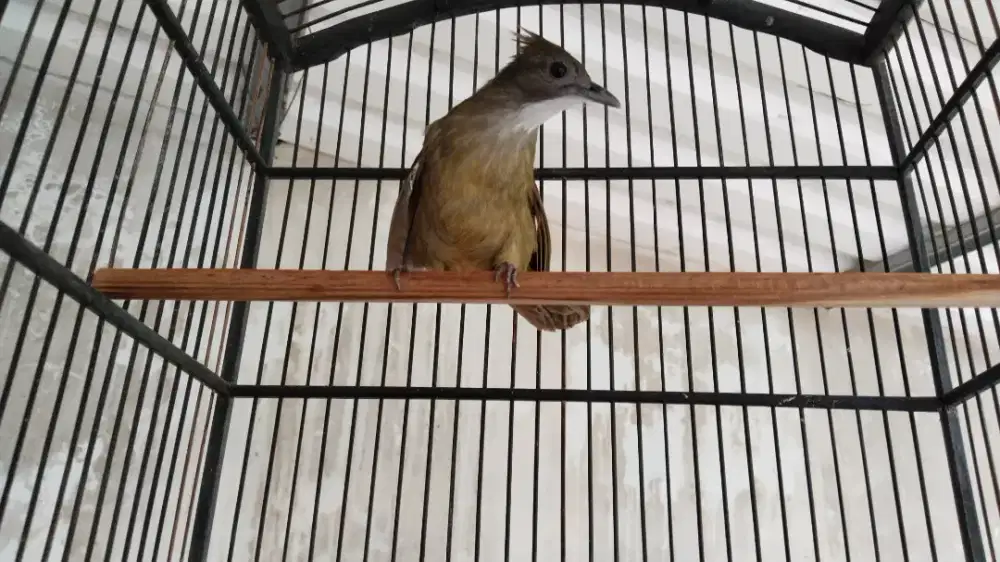 Cucak Jenggot Sumatera