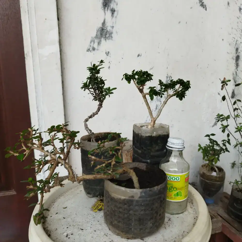 Bonsai 3pohon Santigi , sancang,Hokianti